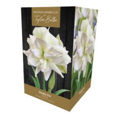5015882028863 1 Taylors Premium Premium Amaryllis Marilyn Bulb Gift Set.jpg